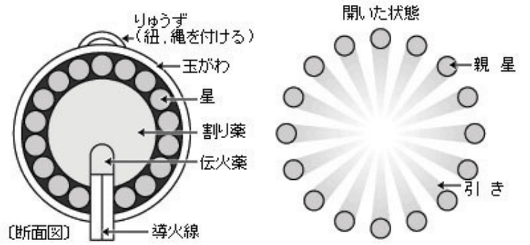 菊の構造